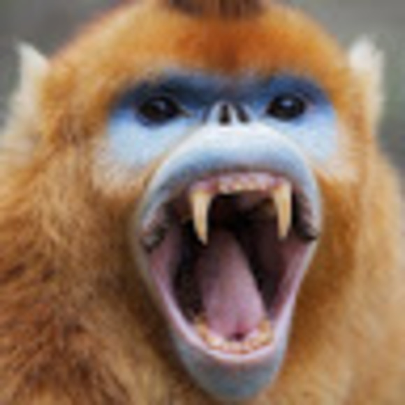 howlingbaboon